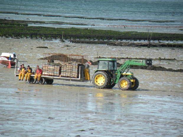  tracteur d'ouvriers agricoles sur la plage à marée basse